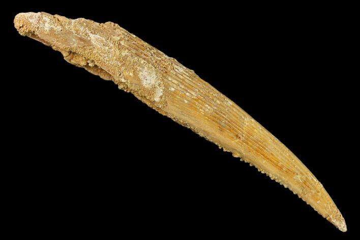 Fossil Shark (Hybodus) Dorsal Spine - Morocco #145377